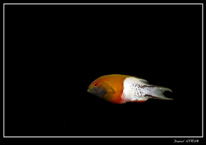 Last weeks dive in El Quesir :-D a lyretail hogfish by Daniel Strub 
